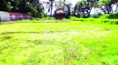 FENI: Aman paddy has been badly damaged in Daghonbhuiyan Upazila due to waterlogging for long time . This picture was taken on Sunday.