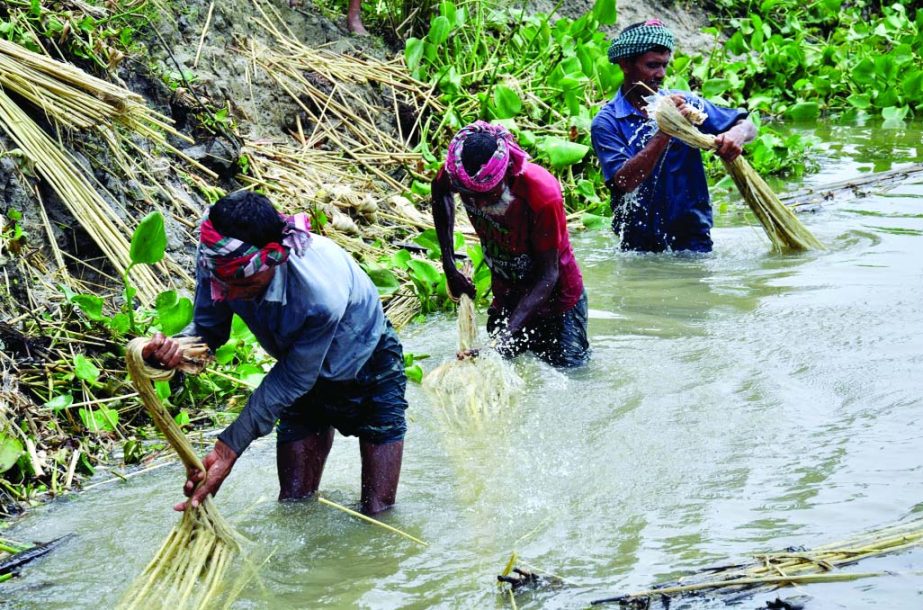 BOGRA: Farmers in Bogra passing busy time to clean jute fibers. This picture was taken from Shahjahanpur area on Wednesday.