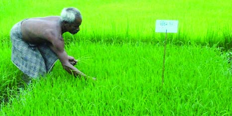 RANGPUR: A farmer taking care of his flood tolerance BRRI Dhan 51 variety rice seedbeds before transplantation of the seedling during current Aman season in flood-prone low-lying areas in Rangpur.