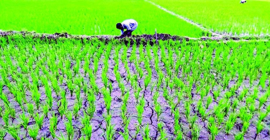 GAIBANDHA: Farmers in northern parts of the countryv are in great agony due to persisting drought as cracks have been developed in most of paddy fields. This picture was taken from Bonarpara area in Saghata Upazila on Monday.