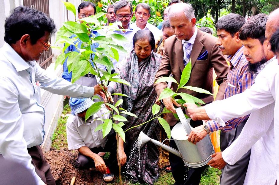 Dhaka University Vice-Chancellor Prof Dr AAMS Arefin Siddique inaugurating a week-long tree plantation program by planting a green lawn sapling at the Senate Building Compound recently.