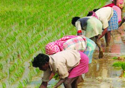 NARSINGDI: Farmers are working in T-Aman field in Narsingdi on Wednesday.