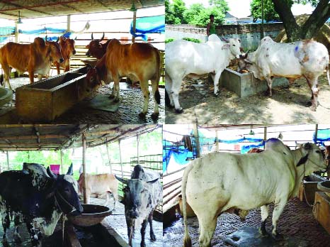 NARSINGDI: Mrs Baki Dairy Farm fattening cows in the farm.