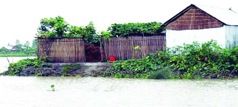 RANGPUR: Thousands of the extreme poor char families escape floods every year during seasonal floods for their raised plinth built under Chars Livelihoods Programme(CLP) on the Brahmaputra basin.