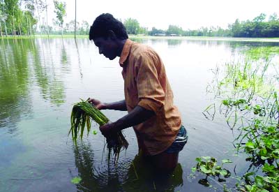 KURIGRAM: T-Aman field has been submerged by flood water at Chitalmari in Kurigram recently.