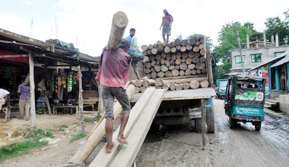 Timber smuggling has become rampant in Bandarban district. This picture was taken from Bandarban Islamic Saw Mill on Thursday.