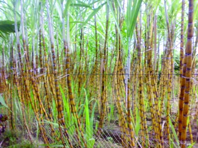 NARSINGDI: A view of a sugarcane field.