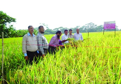BETAGI(Barguna): Officials of Agriculture Department with BRAC monitoring team are seen at Aus paddy harvest ceremony at Burirchar village in Barguna Sadar Upazila on Wednesday. Agriculture Official Md Touhid, Md Nazrul Islam, Regional Manager, B