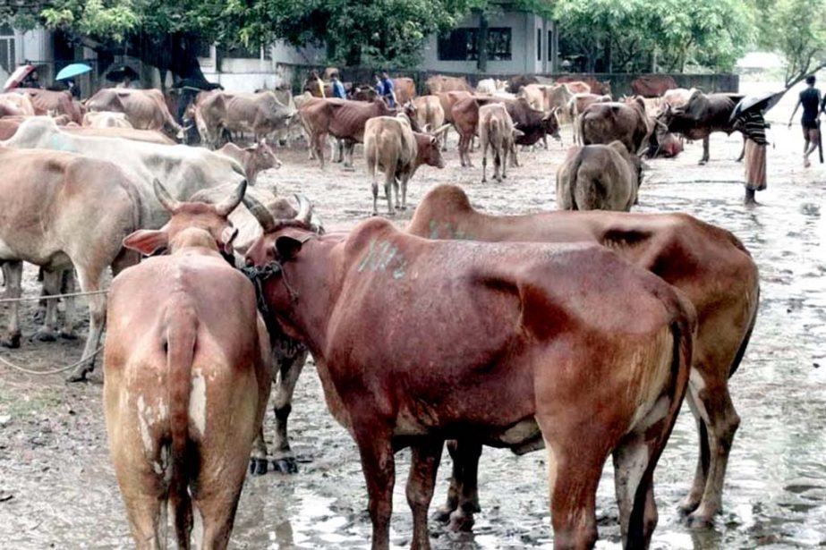 Cattle import from Myanmar through Shahparidip Corridor in Cox's Bazar has increased to a great extent ahead of Eid-ul-Azha . Photo: Zunaid