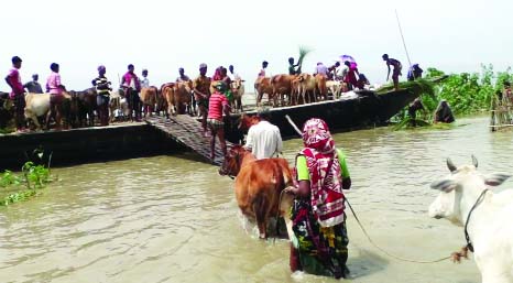 GAIBANDHA: People moving to safe places with their necessities including domestic animals as flood situation deteriorated further in several northern districts. This picture was taken from Harudanga Char in Fulchhari Upazila yesterday.