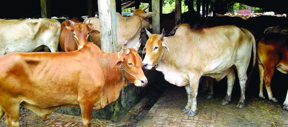 Sacrificial animals have started coming from Myanmar through Shahparir Dwip in Teknaf. This photo was taken on Monday.