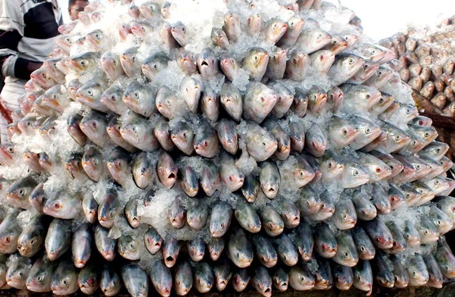 Though the price is high , huge quantity of Hilsha seen in Chittagong markets. This picture was taken from Fishery Ghat in the city yesterday.