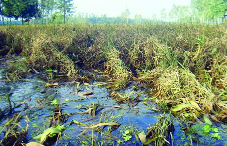 KURIGRAM: Aman paddy on 53, 000 hectares of land have been damaged during flood in Kurigram Sadar upazila recently . This picture was taken on Sunday.