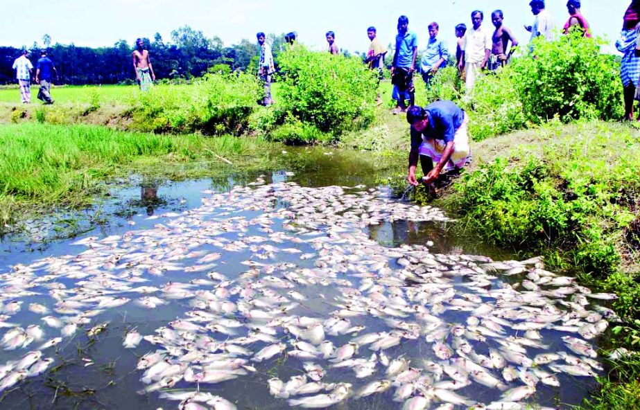 NARSINGDI: Miscreants have poisoned fishes worth Tk 7 lakh in a pond at Khoincut village in Shibpur Upazila on Saturday.