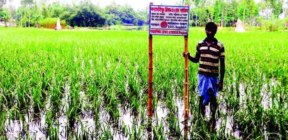 LALMONIRHAT: Inundated plants of flood tolerance variety BRRI dhan52 rice in the field of farmer Nandala in village Dakshin Rajpur under Lalmonirhat sustained 15-day submergence to resume normal growth after recession of floodwater recently.