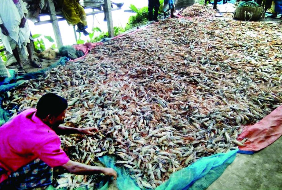 NARAIL: Miscreants have poisoned eight shrimp ghers at Kumari village in Lohagora Upazila on Tuesday night.