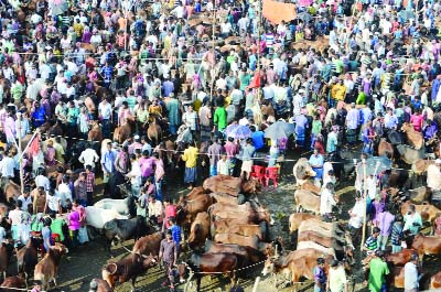 BOGRA: Cattle market getting momentum at Mohasthan Hat. This picture was taken on Sunday.