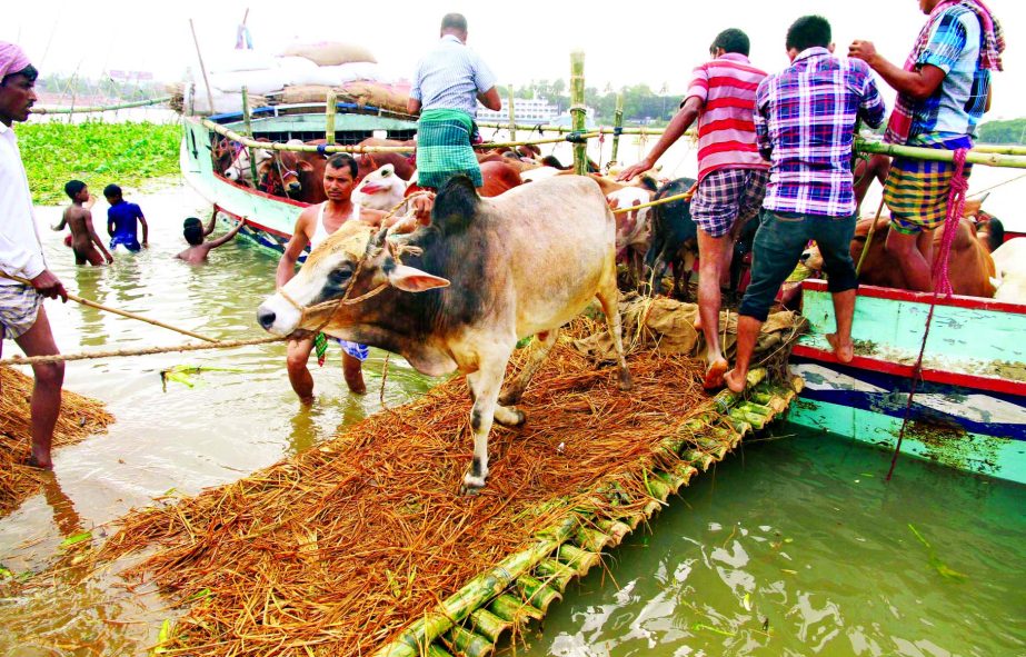 Sacrificial animals entering into the capital through launches and boats taking risk from different parts of the country. This photo was taken from Buriganga River on Thursday.