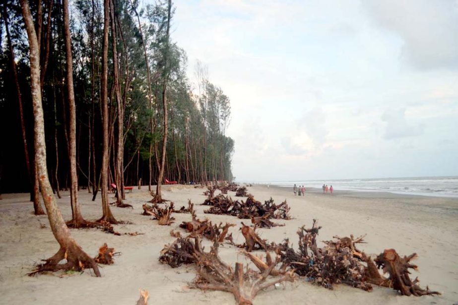 Jhou trees which protect the Cox's Bazar Sea Beach from the erosion and other natural calamities have been facing extinction as the earth on the root is being removed due to high tide and no step has yet been taken to protect the Jhou trees.