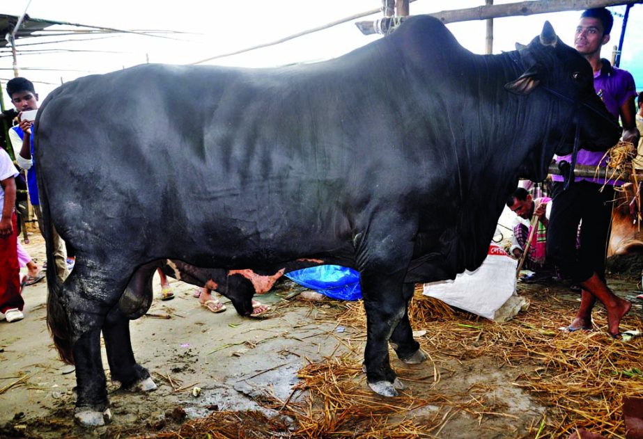 A cattle trader demands Taka 12 lakh for the bull seen in the photo ahead of holy Eid-ul-Azha. The snap was taken from the city's Kamalapur cattle market on Saturday.