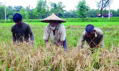 SYLHET: Farmers in Sylhet are passing busy time in harvesting Irri paddy. This picture was taken from Boraikandi Union in South Surma Upazila on Saturday.