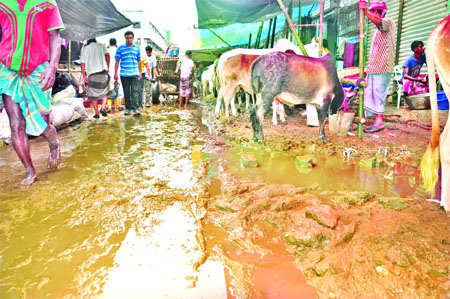 Cattle markets in the city have been badly damaged in intermittent rain since Saturday night. Photo shows buyers as well as traders are in pitiable condition at Kamalapur Market on Monday.
