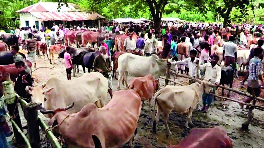 BARISAL: Cattle markets in Barisal getting momentum. This picture was taken on Tuesday.