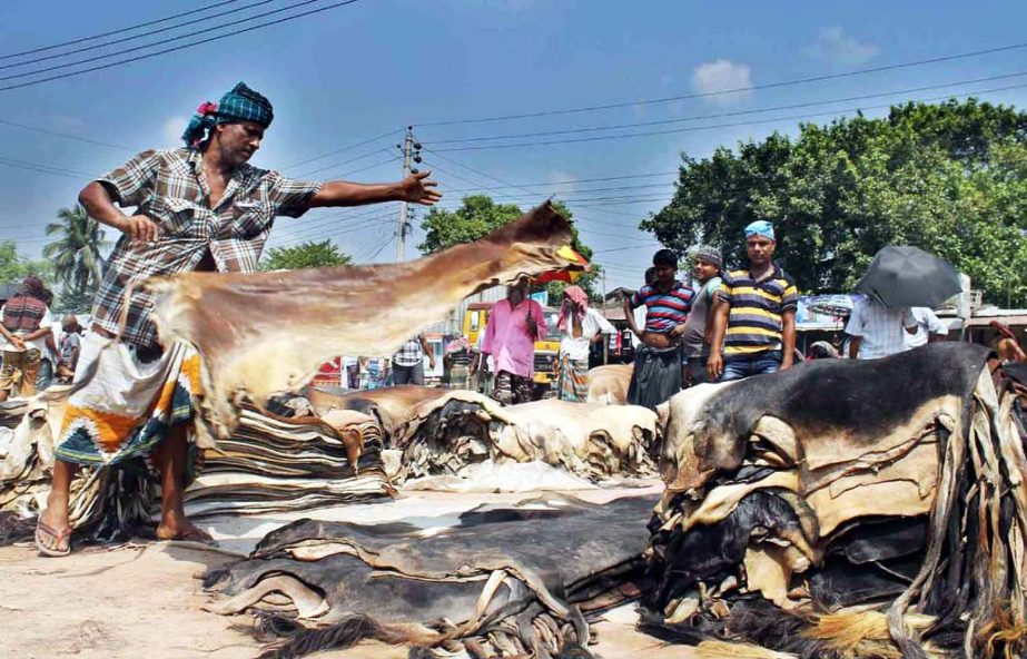 Businessmen engaged to buy rawhides of sacrificial animals. The snap was taken from Rajar Hat in Jessore on Tuesday.