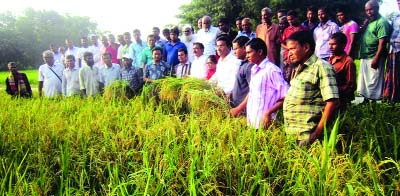 DINAJPUR: Manoranjan Sheel Gopal MP inaugurating harvest of zink-enriched BRRI dhan62 rice in Rampur Pirhat village in Kaharol Upazila in Dinajpur as Chief Guest on Wednesday.
