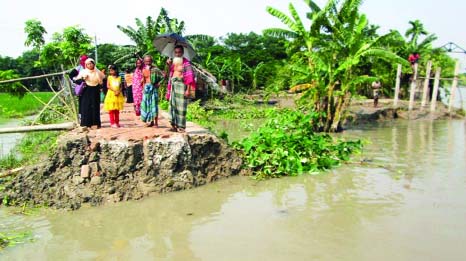 BAGERHAT: Panguri River erosion has devoured some dwelling houses and a pucca road in Morrelganj Upazila. This picture was taken on Wednesday.