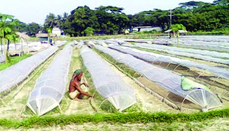 NARSINGDI: A farmer is preparing land for winter vegetables cultivation . This picture was taken on Friday.