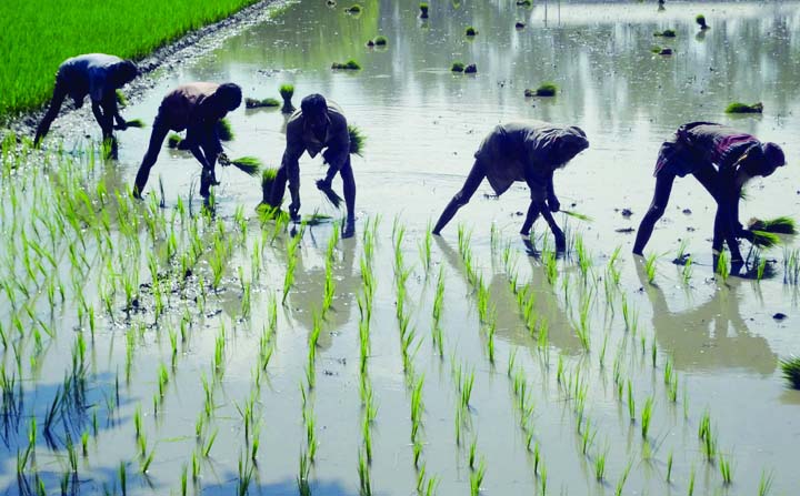 BOGRA: Farmers in Bogra are passing busy time planting Boro seedlings. This picture was taken from Sariakandhi Upazila on Sunday.