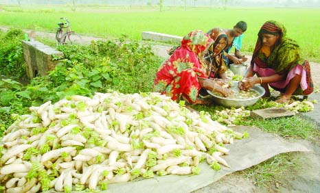 BOGRA: Farmers making radish ready for marketing . This picture was taken from Sherkerkola area in Bogra on Monday.