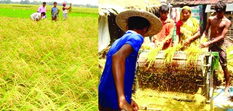 RANGPUR: Harvest of short duration verities paddy has begun at its peck hour of the 'seasonal lean period' creating huge job for farm labourers in Rangpur district as else where in the region.