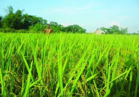 GOURIPUR (Mymensingh): A view of paddy field in Gouripur Upazila predicts bumper T-Aman production. This picture was taken on Saturday.