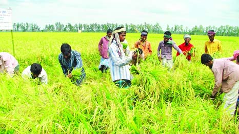 NATORE: Farmers at Dhudhulia village harvesting zink-enriched BRRI-62 paddy and they are delighted to see bumper production on Wednesday.