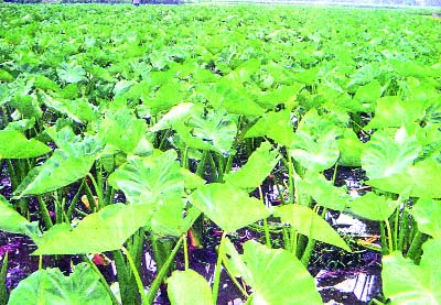 NARSINGDI: A view of an arun field at Putia union in Shibpur Upazila.