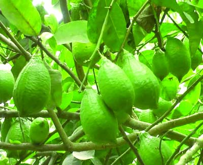 NARSINGDI: A view of Kalambo Lemon garden at Dattargaon village in Shibpur Upazila.