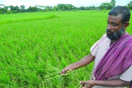 PATUAKHALI: A frustrated farmer seen in pest affected Aman paddy field in Patuakhali . This picture was taken on Sunday.