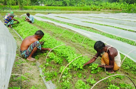 BOGRA :At the advent of winter , farmers are busy in taking care vegetables seedlings . This picture was taken from Khottapara village in Shajahanpur Upazila yesterday.