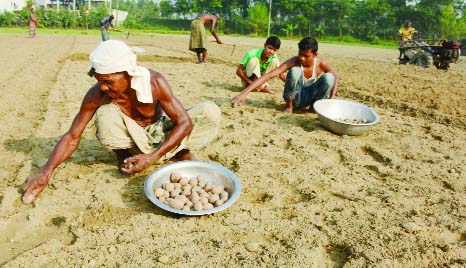 BOGRA: Farmers are sowing early variety potato seeds in Bogra.