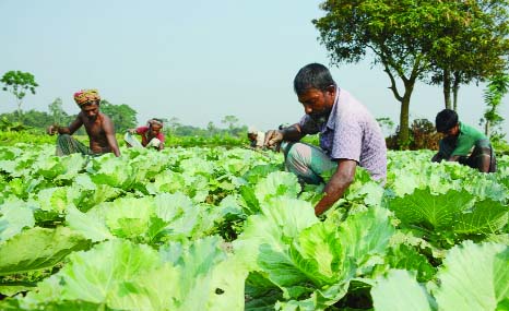 BOGRA: Farmers are busy in taking care of their vegetable fields in Kamalpur village in Bogra Sadar Upazila.
