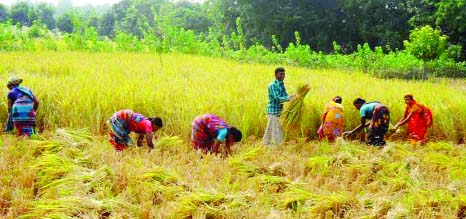 NAOGAON: Ethnic people in Binyakuri Village in Sapahar Upazila cutting half ripe paddy in fear of grabbing. This picture was taken on Thursday.