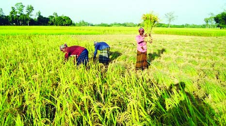 NAOGAON: Farmers in Naogaon passing busy time for harvesting Aman paddy. This picture was taken from Prosadpur Village in Manda Upazila on Wednesday.