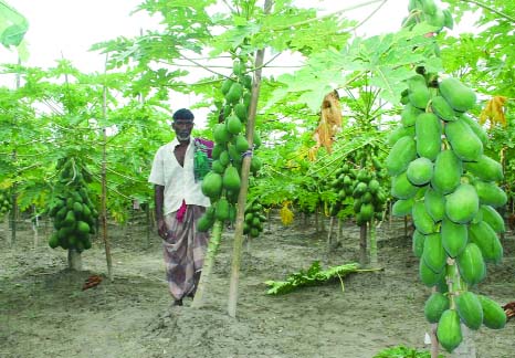 NARSINGDI: A papya garden at Chalakchar village in Monohardi upazila .