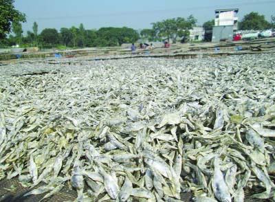 PABNA: Fishes are kept on sunlight for making dry fish at Bhara Upazila in Pabna. This picture was taken yesterday.