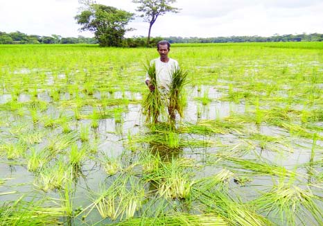 BETAGI(Barguna): Miscreants cut Aman paddy on three acares of land following the dispute over the land on Thursday night . The depressed farmer seen with Aman paddy plants in the field at Hosnabad Village showing his Aman paddy plants.