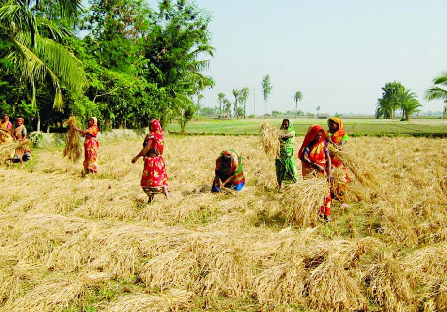 SATKHIRA: Bumper Aman production has been achieved in Paikgacha Upazila in the district. Women seen harvesting Aman paddy from the field . This picture was taken on Wednesday.