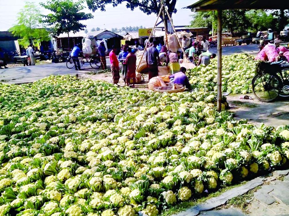 JHENIDAH: Growers bring cauliflowers for sale at Dakbangla Bazar in Jhenidah but buyers are not available.