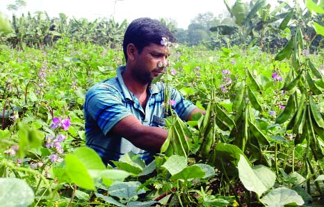 BOGRA: A vegetables farmer taking care of his bean garden at Bihigram village of Shahjahanpur Upazila. This picture was taken on Friday.